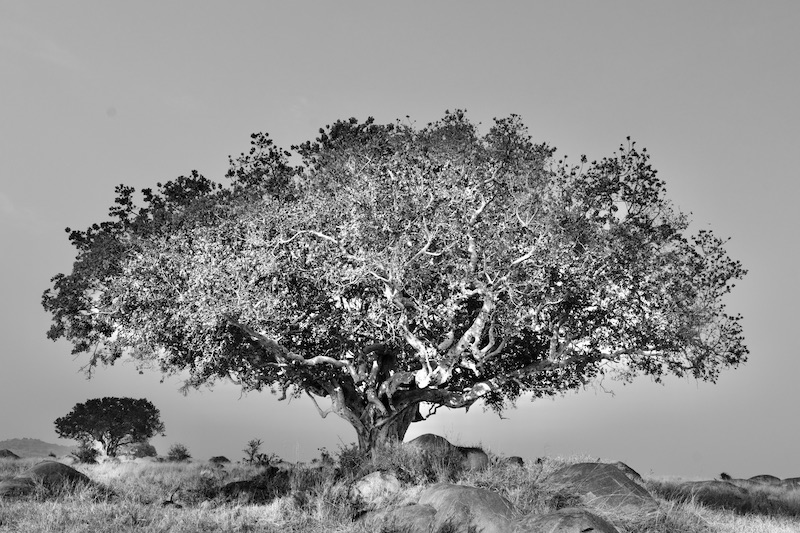 Tree in Black and White